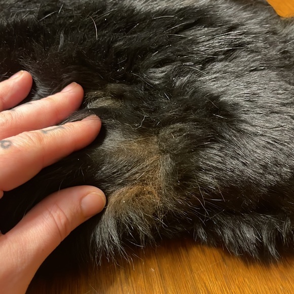 Edwardian Black Sable Fur Muff - Picture 7 of 11